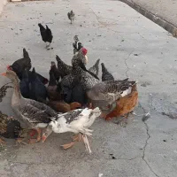 مرغ خروس وغازمحلی سالم|حیوانات مزرعه|دزفول, |دیوار