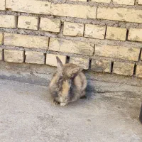 فروش خرگوش|موش و خرگوش|بهبهان, |دیوار