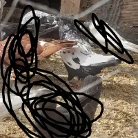 سینه سیاه نر