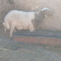 سلام شیشک خوش تخم فروشی|حیوانات مزرعه|فردوس (خراسان), |دیوار