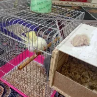 جفت عروس پاریس مولدباجوجه|پرنده|اهواز, منبع اب|دیوار