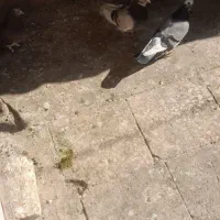 کفتر حسابی درجه ۱