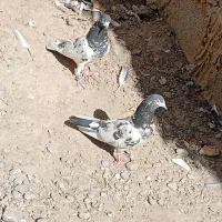 کبوتر تیدی|پرنده|ایرانشهر, |دیوار