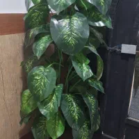 گل مصنوعی (درختچه مصنوعی دیفن باخیا)