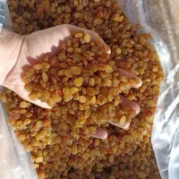 کشمش پلویی و گلدن