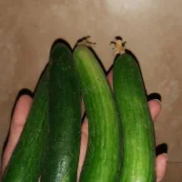 خیار بوته ای تازه ترد