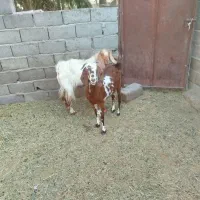 بز اوست|حیوانات مزرعه|فهرج, |دیوار