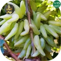 فروش نهال انگور بیدانه در ارقام مختلف