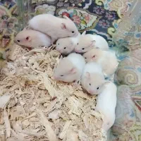 همستر 1ماهه