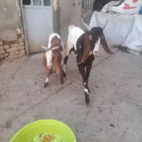 بز پاکستانی اصیل