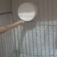 مرغ عشق باقفس باغذاخوری وآب خوری و ارزن کتان|پرنده|طبس, |دیوار