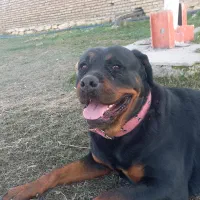 سگ مژدگانی پیدا شدن