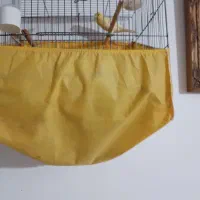 ۱جفت قناری تعدادی جوجه رنگ روشن و ۱جفت سره قناری