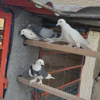 کبوتر|پرنده|تهران, مشیریه|دیوار