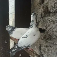 کبوتر نر و ماده