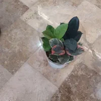 گلخانه گلستان افتتاح شد|گل و گیاه طبیعی|گلستان (تهران), |دیوار