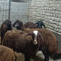 قوچ وبره افشار