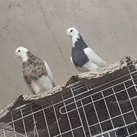 زرد خال سیاه نباشد