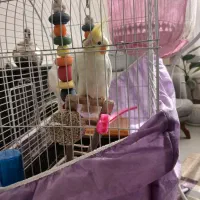 عروس هلندی|پرنده|چناران, |دیوار