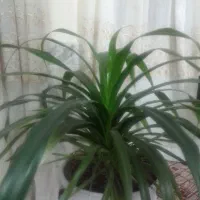 گل طبیعی پانداس