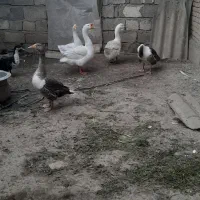 قو غاز|حیوانات مزرعه|بیله سوار, |دیوار