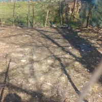 غاز خروس مرغابی