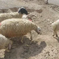 میش بره دار