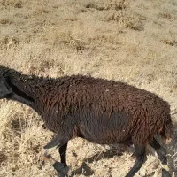 میش و بره
