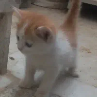بچه گربه خانگی