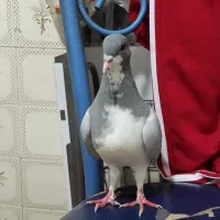 مغلف بدرنگ نر