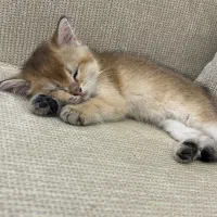 گربه ماده چینچیلا گلد ny11|گربه|تهران, فاطمی|دیوار