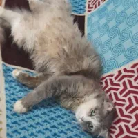 فروش گربه ماده پرشین اسکاتیش|گربه|لنگرود, |دیوار