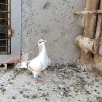 کبوتر بدرنگ سوسنی روشن نر