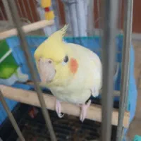 عروس هلندی ماده