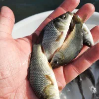 بچه‌ماهی بیگهد فیتوفاک کپور وآمور|ماهی|بابل, |دیوار