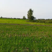 زمین۵۰۰متری کشاورزی محدوده دریا(فاصله۳۰۰متری ساحل)|فروش دفتر صنعتی، کشاورزی، تجاری|محمودآباد, |دیوار