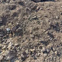 کودگوسفندی