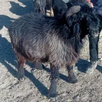 قوچ بختیاری|حیوانات مزرعه|صمصامی, |دیوار