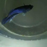 ماهی فایتر و گوپی|ماهی|بندرعباس, |دیوار