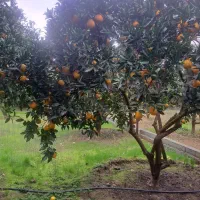 فروش پرتقال آبدار و نارنج سردرختی سرخرود مازندران