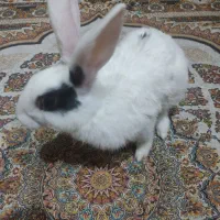 حیوان خانگی