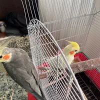 جفت عروس سخنگو با قفس