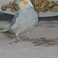 عروس هلندی|پرنده|مریوان, |دیوار