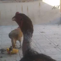 مرغ لاری