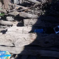 تعدادی درخت سالم و کهنه برای فروش|مصالح و تجهیزات ساختمان|خلخال, |دیوار