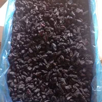 مویز درجه یک ۲۰کیلو کیلویی ۵۰۰تومان درجه یک