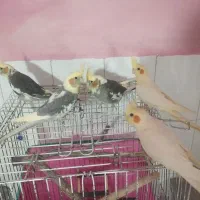 عروس هلندی|پرنده|قروه, |دیوار