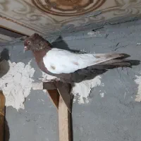کبوتر سینه تافته‌ای|پرنده|مرودشت, رامجرد یک|دیوار