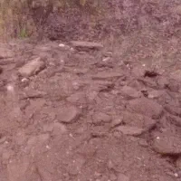 پهن گوسفندی