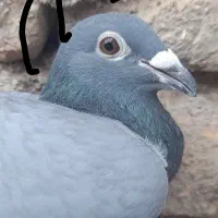 المانی کفتر